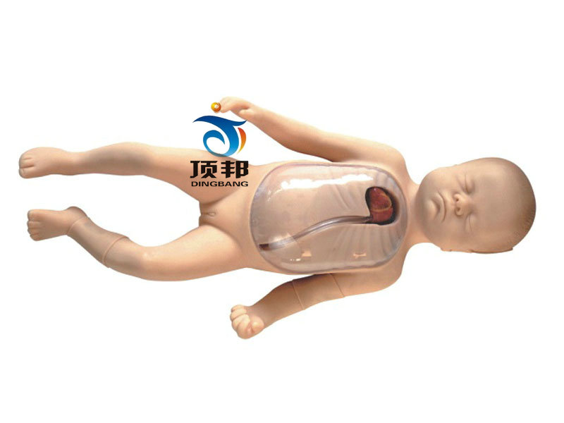 新生儿外周中心静脉插管模型 