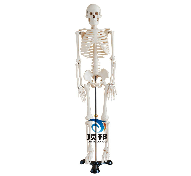 人体骨骼模型85CM 