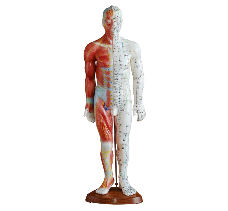 男性针灸模型(带肌肉解剖)55CM 