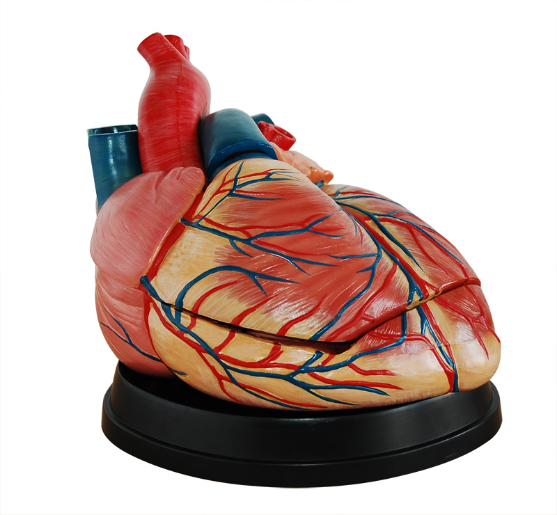成人心脏解剖放大模型 
